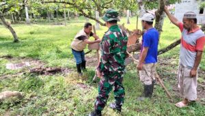 Cegah Penyakit Jumrana, Babinsa Dampingi Tim Keswan Laksanakan Vaksinasi