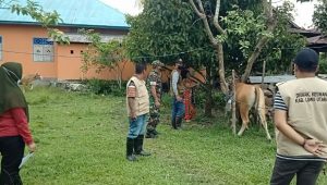 Cegah Penularan Penyakit Ternak, Babinsa Dampingi Tim Keswan Suntik Vaksin PMK