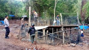 Operasi Gabungan, Polisi Bongkar Arena Judi Sabung Ayam