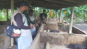 Perkembangan Wabah Penyakit Hewan, Danramil Masamba Imbau Isolasi dan Kubur Ternak yang Mati