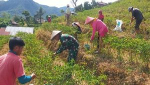 Komsos, Babinsa Limbong Bantu Warga Panen Cabai