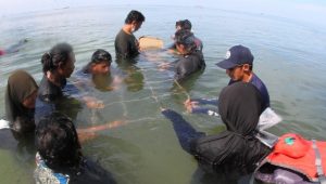 BRPBAP3 KKP Maros Lakukan Transplantasi Terumbu Karang di Kota Palopo