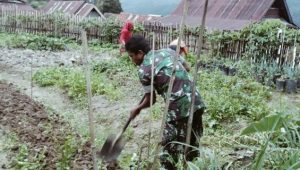 Manfaatkan Lahan Kosong, Babinsa Koramil Limbong Bantu Warga Tanam Kebutuhan Pangan