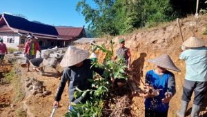 Mudahkan Akses Petani, Babinsa Koramil Limbong Gotong Royong Rehab Jalan Tani