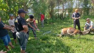 Rayakan Hari Raya Idul Adha, Babinsa Koramil Limbong Ikut Sembelih Hewan Kurban