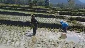 Tingkatkan Ketahanan Pangan, Babinsa Koramil Limbong Bantu Warga Tanam Padi