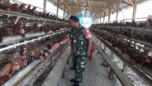 Babinsa Koramil Masamba Berikan Motivasi Peternak Telur Ayam
