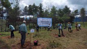 PT Vale Tanam 424 Ribu Bibit Pohon Rehabilitasi DAS di Tana Toraja