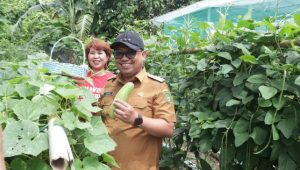 Pj Wali Kota Berkunjung ke KWT, Panen Sayur dan Bagi Bibit Cabai