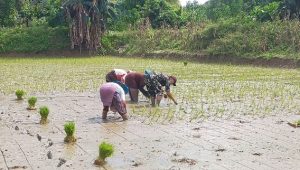 Dukung Ketahanan Dan Swasembada Pangan, Babinsa Koramil Limbong Turun ke Sawah
