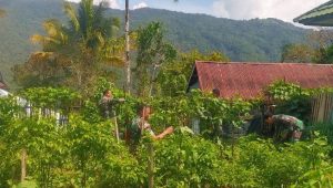Manfaatkan Lahan Kosong Untuk Ketahanan Pangan, Personil Koramil Limbong Tanam Sayuran