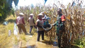 Dukung Ketahanan Pangan, Serma Marwan Turun Lapangan Bantu Panen Jagung