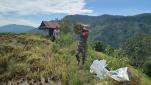 Bantu Panen Padi, Babinsa Koramil Limbong Komsos di Dusun Pelawean