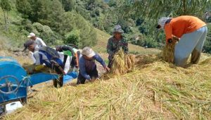 Penuh Semangat, Babinsa Koramil Limbong Bantu Warga Panen Padi