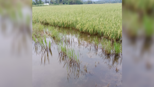 Petani Desa Pongkeru Terancam Gagal Panen Akibat Banjir Rendam Persawahan dan Perkebunan