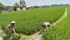 Rawat Lahan Sawah, Babinsa Koramil Bone-bone Dampingi Kelompok Tani