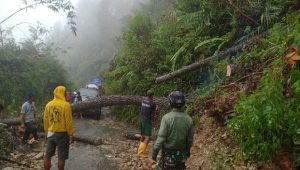 Reaksi Cepat, Babinsa Koramil Limbong Besama Warga Singkirkan Pohon Tumbang Menutupi Akses Jalan