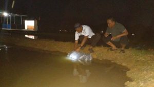 Kapolres Palopo Tabur 4000 Benih Ikan Nila, Dukung Ketahanan Pangan Nasional