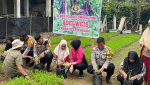 Kapolres Palopo Tanam Sayur di Lokasi P2L Kelompok Tani Adelweis