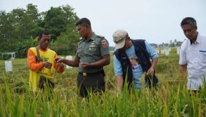 Dandim 1403 Palopo Terjun Langsung Pantau Serap Gabah Petani di Kelurahan Mawa