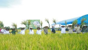 Panen Raya Serentak,Pemkab Luwu Fokus Atasi Pupuk dan Irigasi