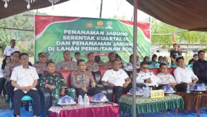 Pemkab Luwu Tanam Jagung di Kawasan Perhutanan Sosial, Dorong Ketahanan Pangan Berkelanjutan