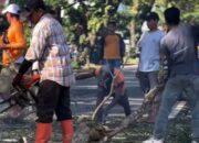 DLH Palopo Tebang Pohon di Poros Palopo–Masamba Antisipasi Cuaca Ekstrem
