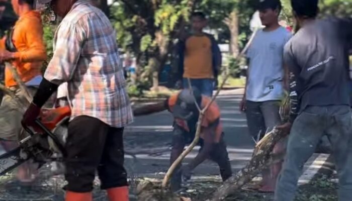DLH Palopo Tebang Pohon di Poros Palopo–Masamba Antisipasi Cuaca Ekstrem