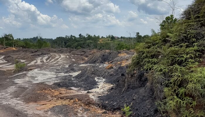 Penyangga IKN Diserbu Tambang Ilegal dan Pembalakan Hutan